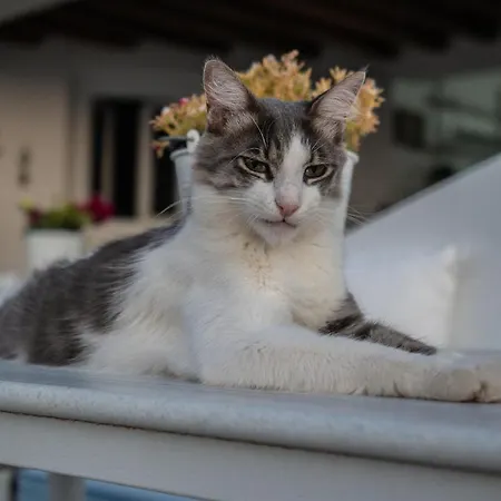 아파트 Captain's 키니언