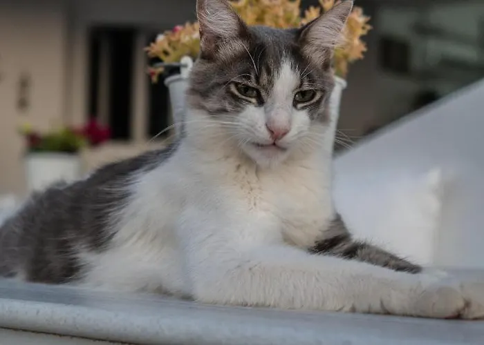 Lägenhet Captain's Kini